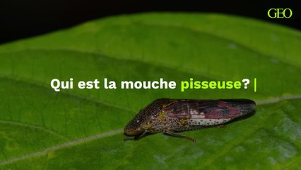 Mouche pisseuse : quel est cet insecte ?