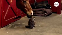 Horse nibbles the cat's head The feline's reaction is unexpected (video)-index