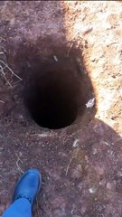 Cães são resgatados após queda em buraco de oito metros no Oeste de SC