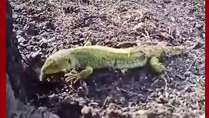 Orman işçisi yangında bulduğu kertenkeleyi su ile serinletti