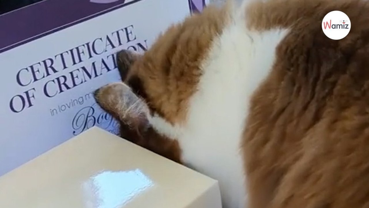 Watch: Cat discovers something about her kitten; the video moves everyone