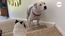 Dog wants to climb stairs, but cat blocks him, so he does something hilarious