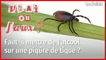 Faut-il mettre de l’alcool sur une piqûre de tique ?