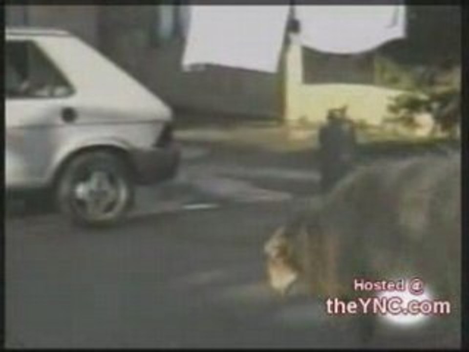 Chargé par un mouton fou !