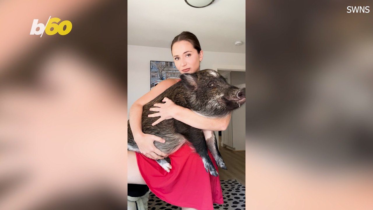 This is Why We Should All Be Getting Pet Pigs