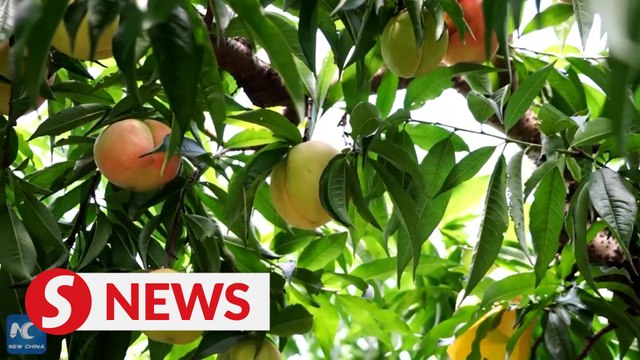 Yangshan Town: Offering countless ways to enjoy Chinese honey peaches