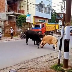 Bull fight in the market _ Black Bull V Red Bull बाजार में सांडों की लड़ाई #shorts