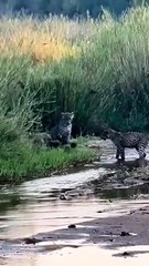 Honey badgers are just built different