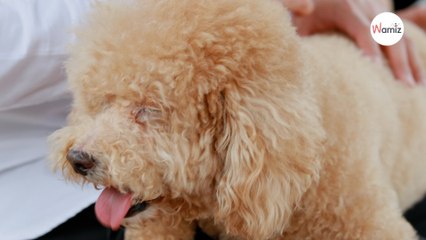 Dog arrives at the clinic with severe stomach pains: X-ray reveals a dark secret