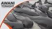 AWANI Tonight: Over 50 pilot whales die after mass stranding in Australia