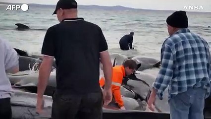 Australia, branco di cetacei si arena su una spiaggia