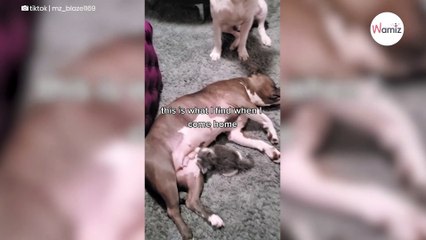 Owner comes home and discovers her Pitbull and her kitten in an adorable position
