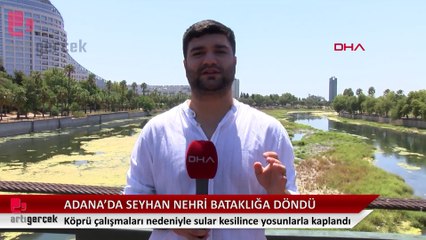 Seyhan Nehri'nin suları kesildi: Yüzeyi yosunlarla kaplandı