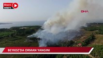 Beykoz'da orman yangını