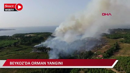 Beykoz'da orman yangını
