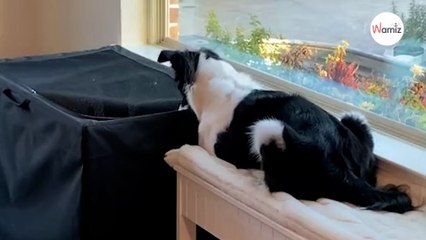 Dog finally meets kittens: His adorable reaction must be seen (video)