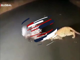 Oklu kirpiyi avlamak isteyen leoparın hazin sonu