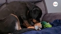 Rottweiler snatches a kitten in its teeth: What happens next is unbelievable