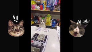 Funny cats video comedy