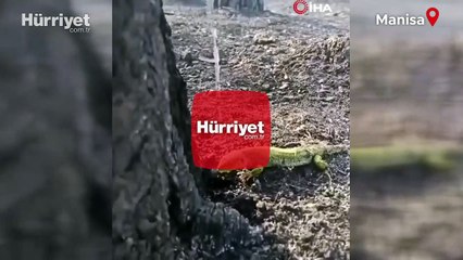 Orman işçisi, yangının ardından bitkin düşen kertenkeleyi su ile serinletti
