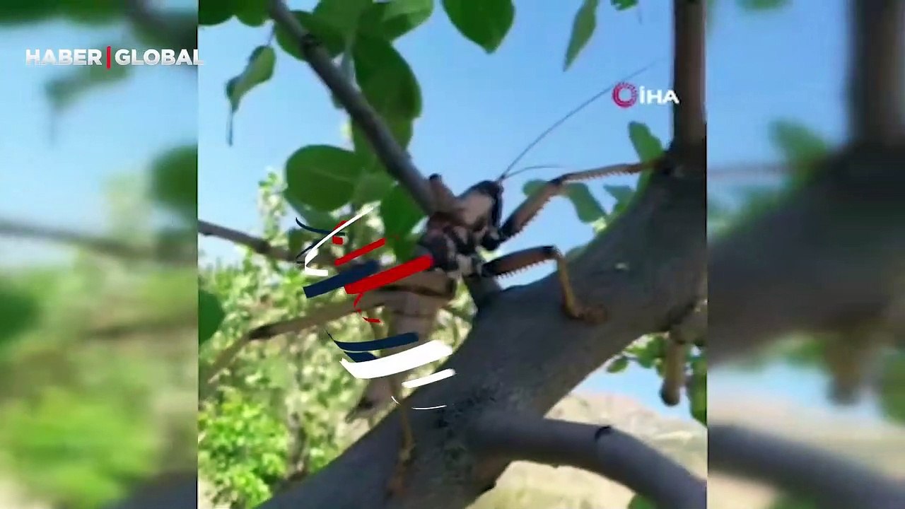 Görenler şaşkınlığını gizleyemiyor! Devasa etçil çekirge kameraya böyle yansıdı