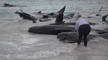 호주 서부 해변서 돌고래 100마리 좌초, 절반이 사망 🐬