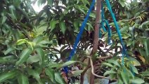 বাংলা চটি গল্প | of advanced varieties of neem treess _ Village Flowers View Vlog