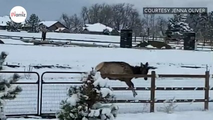 Watch: Woman spots her puppy playing in snow with a strange (and huge) new friend