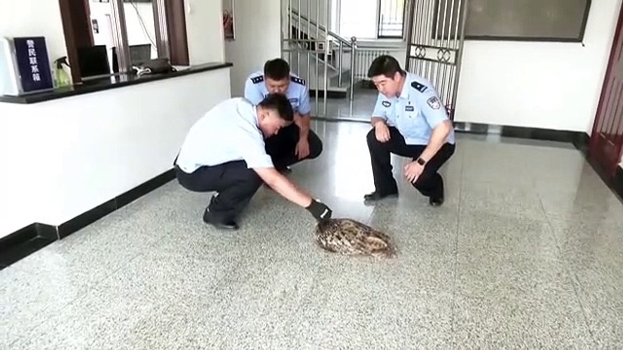 Çin'in Heilongjiang Eyaletinde Yaralı Baykuş Polis Karakoluna Sığındı