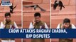 Crow 'attacks' Raghav Chadha; BJP invokes 'Jhooth Bole Kauwa Kate.' | Delhi | AAP | Arvind Kejriwal
