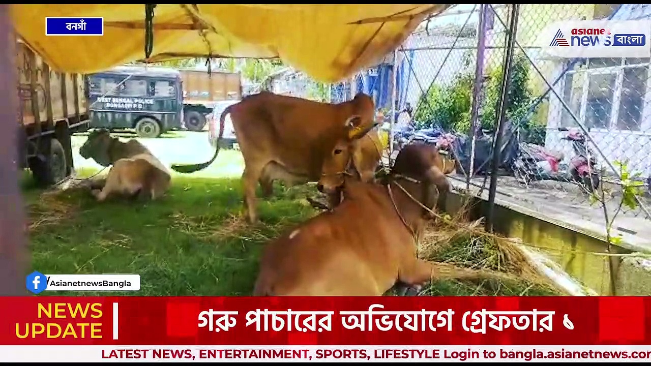 পিকআপ ভ্যানে লুকানো ছিল গরুগুলি! বনগাঁয় ৪ টি গরুসহ আটক এক পাচারকারি