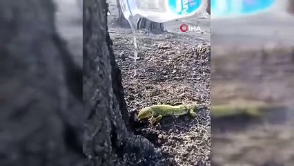 Orman işçisi, yangının ardından bitkin düşen kertenkeleyi su ile böyle serinletti