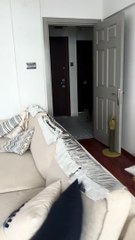 Un chat découvre une feuille d'aluminium