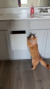 Une nouvelle maison signifie de nouvelles cachettes pour chatons