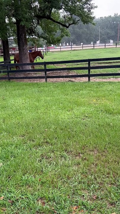 Ce cheval est invisible