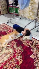 Quand votre fils et votre chat aiment le même oreiller