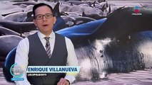 Mueren 51 ballenas piloto tras quedar varadas en una playa de Australia