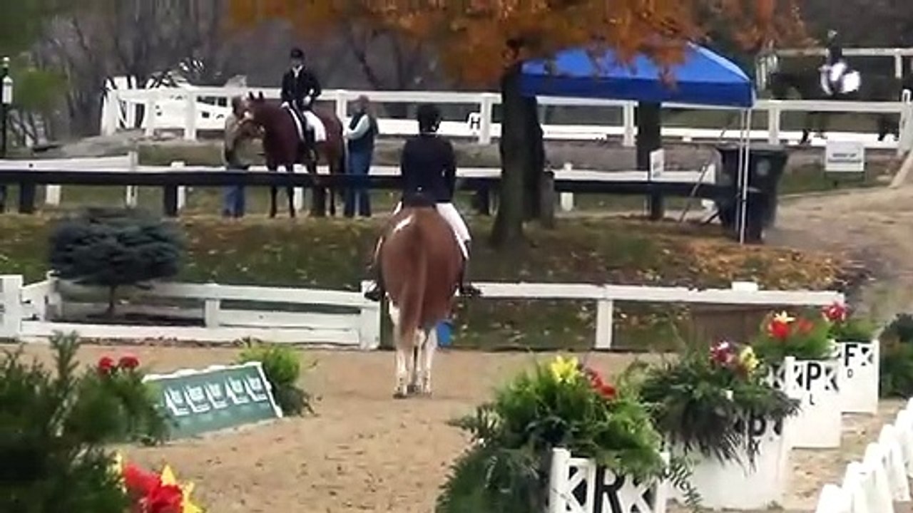 First Mule to Compete at US Dressage Finals - Heart B Dyna with Laura Hermanson