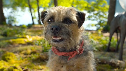 Hilarious New Trailer for Strays with Will Ferrell