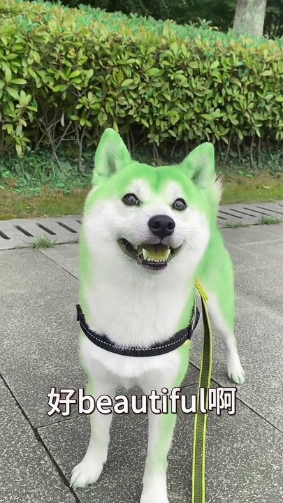 Funny dog
