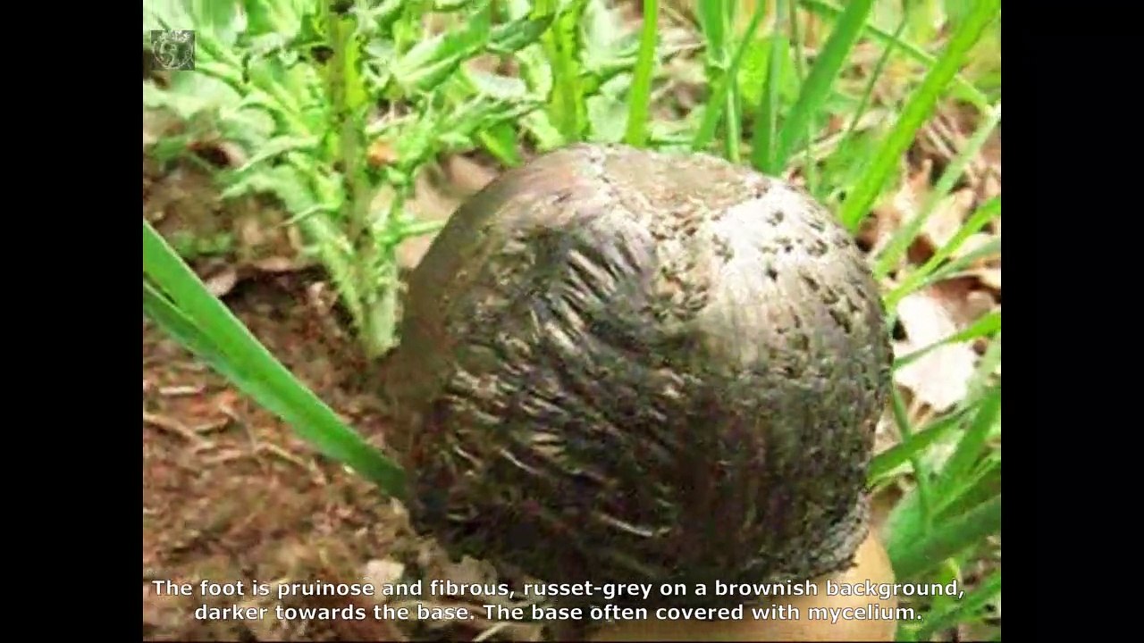 Panaeolus sphinctrinus . Champimaginatis. English Text5
