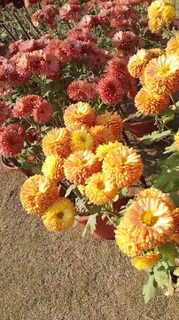 Art gallery in punjabi university patiala 2022 korean flowers breeding