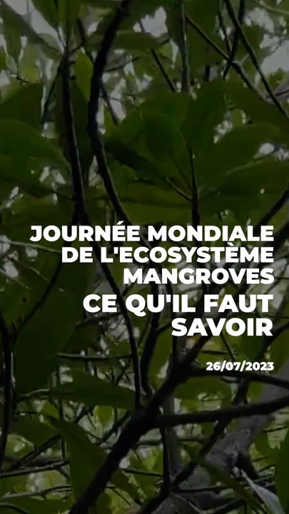 journée mondiale de l’écosystème mangroves