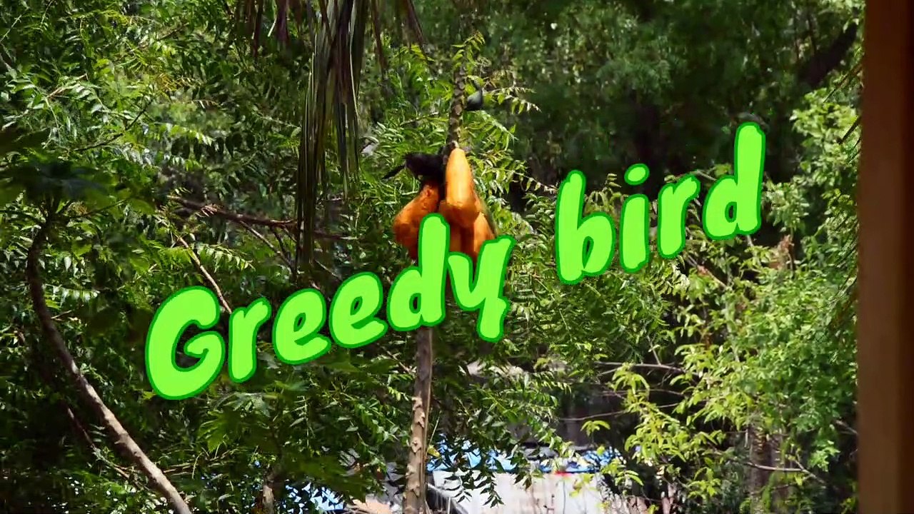 Greedy bird eating papaya