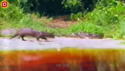 30 Terrifying Moments Of Animal Attacks Accidentally Caught On Camera   Animal Fight