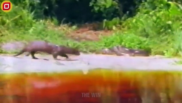 30 Terrifying Moments Of Animal Attacks Accidentally Caught On Camera Animal Fight