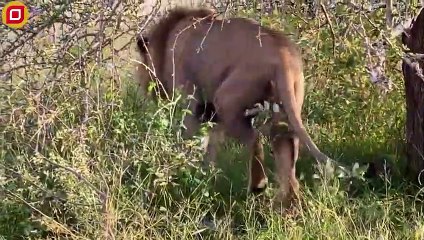 30 Moments Male Lions Fight Enemies To The Last Breath To Defend The Territory   Animal Fight