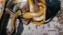 30 Brutal Moments Big Python Tried To Escape A Thousand Ants, What Happens Next   Animal Fight