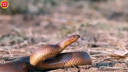 30 Crazy Moments When Hunting Snakes Are Brutally Attacked By An Opponent   Animal Fight