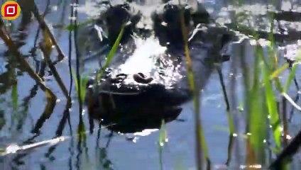 30 Moments Giant Python Anaconda Swamp King Fights Crocodiles For Territory   Animal Fight